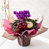 花由 サントリー ブルーシクラメン セレナーディア ほのかに香る アロマブルー【12月16日～12月22日のお届け】お歳暮 花 クリスマス シクラメン
