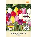 DCM 富山産チューリップ特大球 単色混合 20球