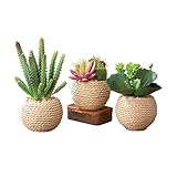 多肉植物鉢 フェイク人工ロープ鉢 3点セット グリーン プラスチック