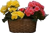 ニキフルール　4号ベゴニア2鉢セット　バスケット入り　花鉢植え　ギフト　プレゼント　贈答品　クリスマス　お歳暮　卒園　卒業　入園　入学