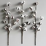 コットンStems – 3つのセットあたり20インチ高さ、10 Bolls茎( Stem ) | by Urban Legacy