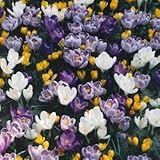 クロッカス　混合　１０球入