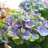 あじさい鉢植え 「マジカルコーラル」 ブルー　てまり（テマリ系）　青色 色の変化を楽しめる不思議なアジサイ 花 ギフト