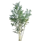 [シンボルツリー]イロハモミジ株立ち樹高2.5m前後[シンボルツリーに！落葉樹] ノーブランド品