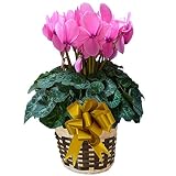 【 予約 】 さかもと園芸　達人のシクラメン　【 パステルシューベルト 】　花鉢植え　ギフト　プレゼント　贈答品　クリスマス　お歳暮