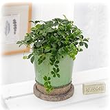 観葉植物 「シッサスシュガーバイン 」 インテリアグリーン 日比谷花壇