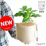 LAND PLANTS 【観葉植物】 コーヒーの木 （麻袋の鉢カバーセット）