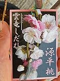 めずらしい 花桃 雲竜源平しだれ桃 咲き分けしだれ桃も