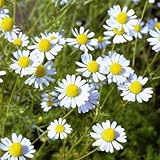 カモミール：ローマンカモミール3号ポット12株セット[ハーブ苗]