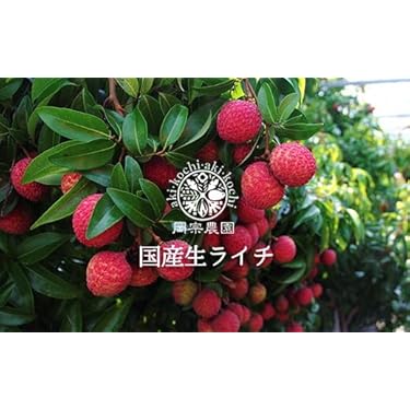 ④屋久島産もぎたて生ライチ　玉荷包　農薬不使用15-20g ご家庭用1.5kg ⑯屋久島産 もぎたて生ライチ玉荷包 農薬不使用15-20g ラスト一箱
