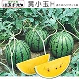 接ぎ木 黄肉 小玉 スイカ 苗 黄小玉Ｈ 西瓜 9cmポット