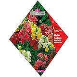 【ノーブランド品】[3～5月（暖地9～10月）まき　花タネ]キンギョソウ トムサムドワーフ（金魚草）*