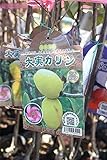 果樹苗 接木 大実カリン 一年生 【送料込価格】