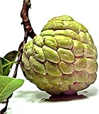 バンレイシ 属 緑 Annona squamosa Sugar apple 10 Seeds タイ庭園 Thai Garden