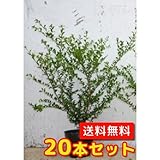 【ノーブランド品】 マメツゲ 樹高0.4m前後 15cmポット 【20本セット】
