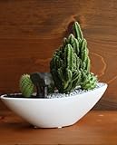 サボテン/カクタス寄植えサファリ（子供ぞう）器カラー：ホワイト