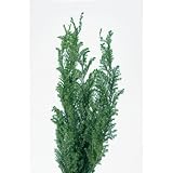 ~Coco Heart~プリザーブド　ソフトヒムロスギ フォレストグリーン　 ( X'mas 　クリスマス 　ツリー プリザブドフラワー・リース）