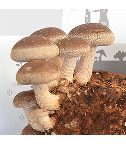 Amazon.co.jp: カネコ種苗 原木しいたけ栽培セット なるきのこ