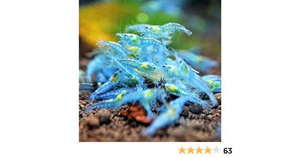Amazon Atwell ブルーベルベットシュリンプ 10匹 1匹補償サービス付き 生体 Atwell 観賞魚 水中生物 通販