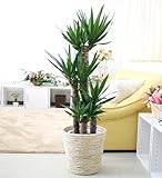 ユッカ 青年の木 8号鉢+ホワイトバスケット鉢カバー