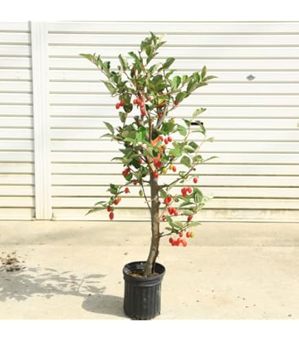 Amazon | グミ 苗 寒グミ 4号 苗木 盆栽素材にも 垣根 生け垣 庭木