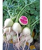 400 Radish Seeds Watermelon Red the Vegetables are very tasty and crispy, Good