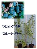 ブルーシャワー[暖地向けラビットアイ系ブルーベリー苗木]　３年生直径13.5cmポット　樹高約0.5m