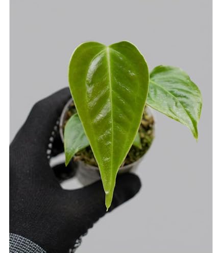 Amazon｜アンスリウム フォルゲッティ 実生株 12株セット｜観葉植物