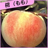 白桃の苗木　白凰（ハクホウ）