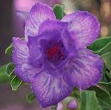 40 Fresh seedsアデニウム アラビカム オベスム 砂漠のバラ種子(40粒)塊根植物種子Adenium obesum Desert Roses seeds no198-KING-BLUE-V