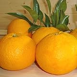 甘夏 訳あり 中玉L～2L 10kg 愛媛県愛南町産