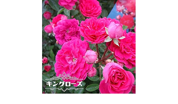 Amazon バラ苗 キングローズ Cl 国産苗 大苗 6号ポット ピンク 花