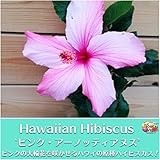 ハワイ固有の原種ハイビスカス苗 'ピンク・アーノッティアヌス’（3.5号ポット苗）