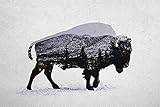 The American Bison Davies赤ちゃん動物自然野生動物ポスター(選択サイズ、印刷またはキャンバス) 26x18 Print IC-D942D26X18P