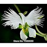 Japanese Radiata Seeds White Egret Orchid Seeds World's Rare Orchid Species White Flowers Orchidee G