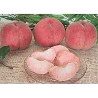 51ojl5-ZGgL._AC_UL200_SR200,