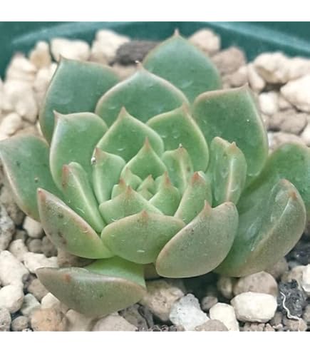 Amazon｜多肉植物 エケベリア 大苗 チワワエンシス錦 覆輪錦｜観葉植物