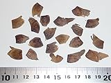 【モミジ・カエデの種】シュウェドラーカエデ（銅葉ノルウェーカエデ） 種子20粒 Schwedler's maple 20 seeds