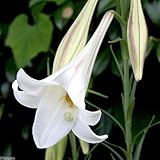 (山野草)タカサゴユリ(高砂百合)苗 3号(1ポット) 本州・四国限定[生体]