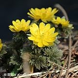 山野草:フクジュソウ(福寿草) 10.5cmポット2芽植え苗【紫桜館山の花屋】