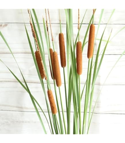 Amazon.co.jp: マコモ 10.5cmポット苗 湿地性多年草▽紫桜館山の花屋