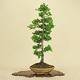 津山桧/ツヤマヒノキ 中品盆栽 （松柏盆栽）（いよじ園 伊予路園）