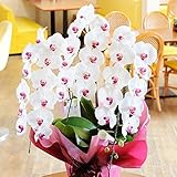 胡蝶蘭3本立（リップ）　2万円コース　【台紙がオレンジ色の電報・祝電付き】　＜開店祝い　開業祝い　移転祝い　就任祝い　当選祝い　フラワーギフトの胡蝶蘭に＞【お届け日指定ＯＫ　全国送料無料】