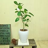 観葉植物：フィカス ベンガレンシス*ベンガルゴム　陶器鉢　受け皿付