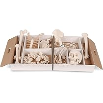 骨格分離モデル（全身） - 3B Smart Anatomy 骨格分離モデル（全身） | 日本スリービー・サイエンティフィック