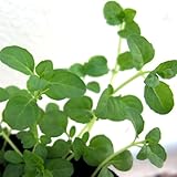 ミント：ペニーロイヤルミント3号ポット12株セット[グランドカーバーに] ノーブランド品