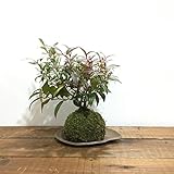 苔玉 岩南天の苔玉