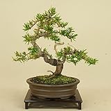 いよじ園 一位 / イチイ （キャラ）貴風盆栽 【松柏盆栽】