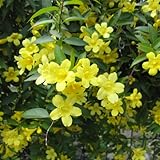 カロライナジャスミン3号ポット2株セット[つる性植物のなかでも人気の植物] ノーブランド品