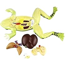 ヒキガエルの生物学 ヒキガエルの生物学 ヒキガエルの生物学 | 浦野 明央, 石原 勝敏